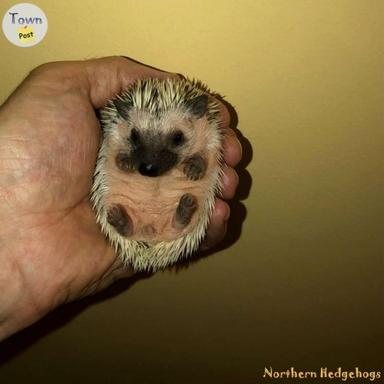 Photo of Baby Hedgehogs from a local Ethical Breeder - 2