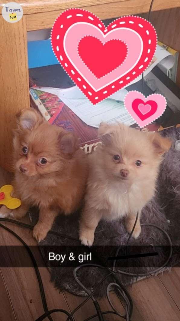 Photo of Pomchi puppies