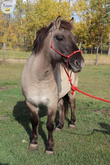 Photo of Two Tarpan geldings for sale - 1