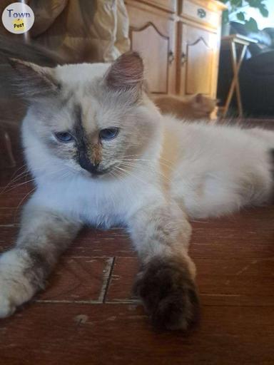 Photo of Purebred Ragdoll - 1