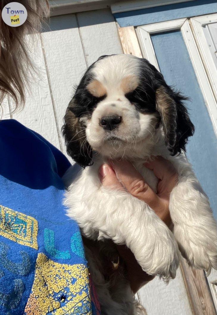 Photo of Cocker spaniel puppies 