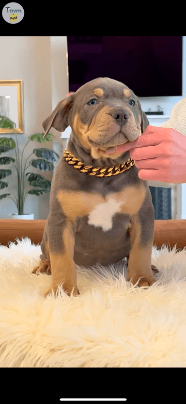 Photo of Best American XL Bully puppies - 2