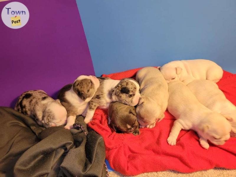 Photo of Frenchton puppies