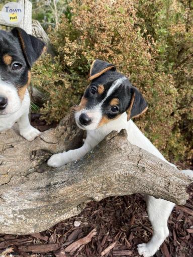 Photo of Purebred Jack Russell terriers  - 1