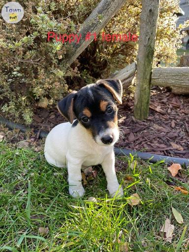 Photo of Purebred Jack Russell terriers  - 2