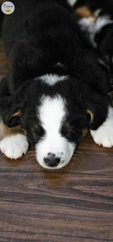 Photo of Bernese Mountain Dog / German Sheperd  - 1