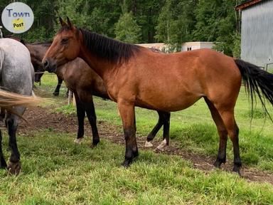 Photo of Quarter Horse Mare - 2