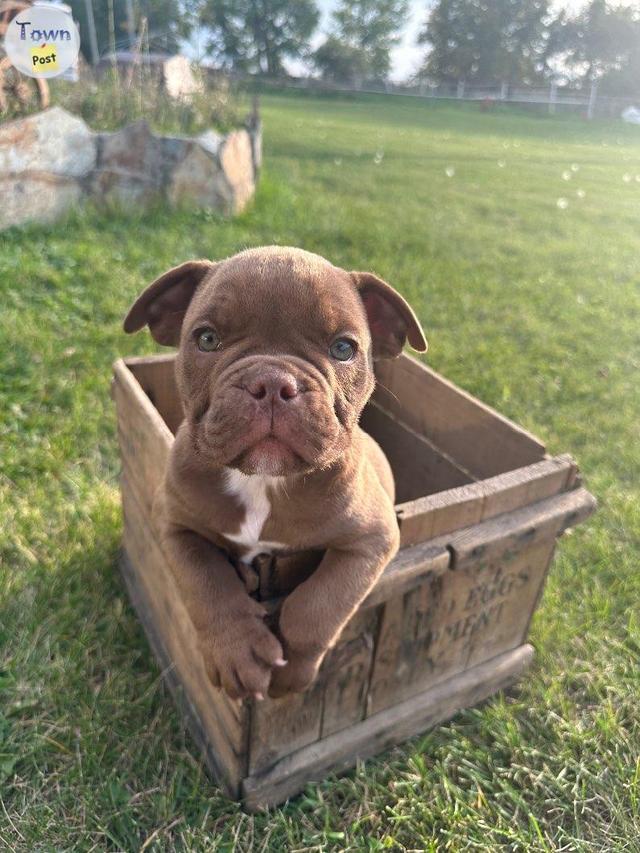 Photo of Bulldog Puppies