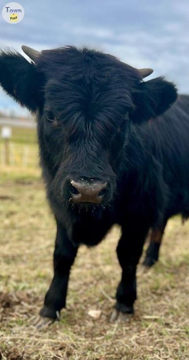 Photo of Highland Dexter Calves - 1