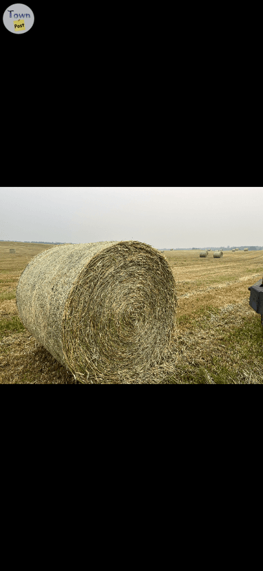 Photo of Soft white wheat greenfeed - 1