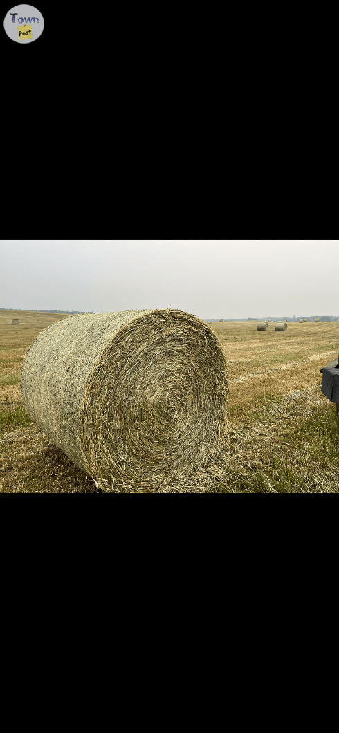 Photo of Soft white wheat greenfeed