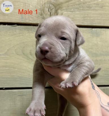 Photo of Pitbull puppies  - 1