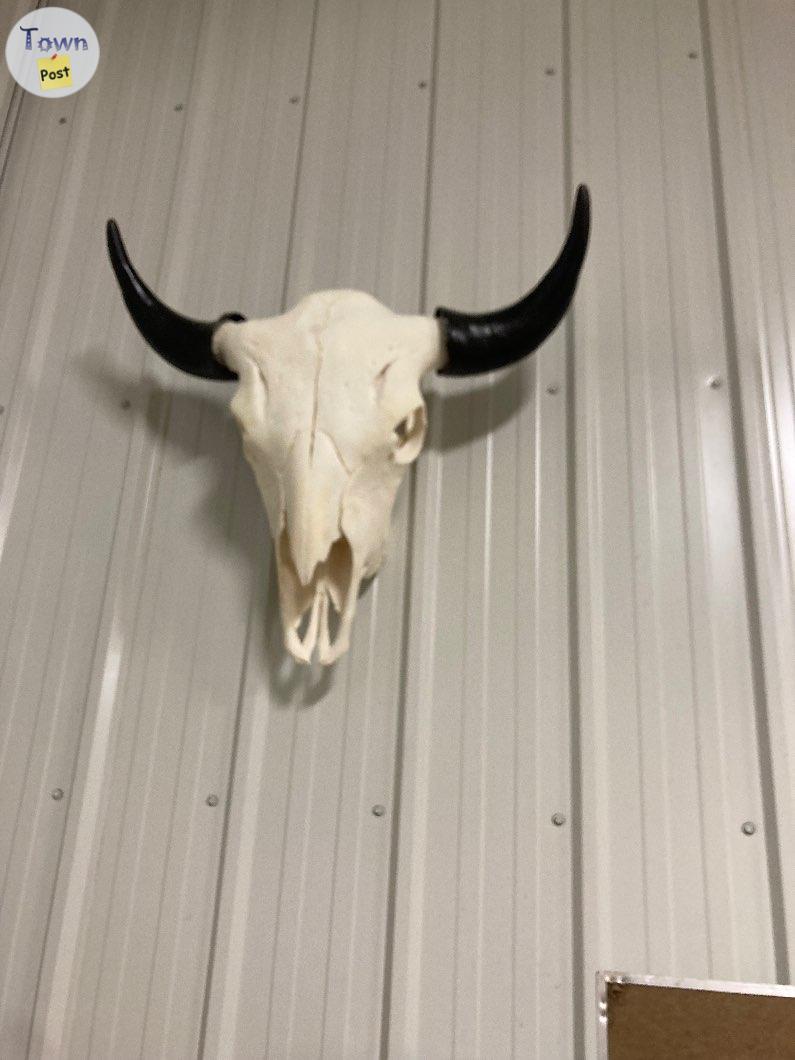 Photo of Super clean bison skulls