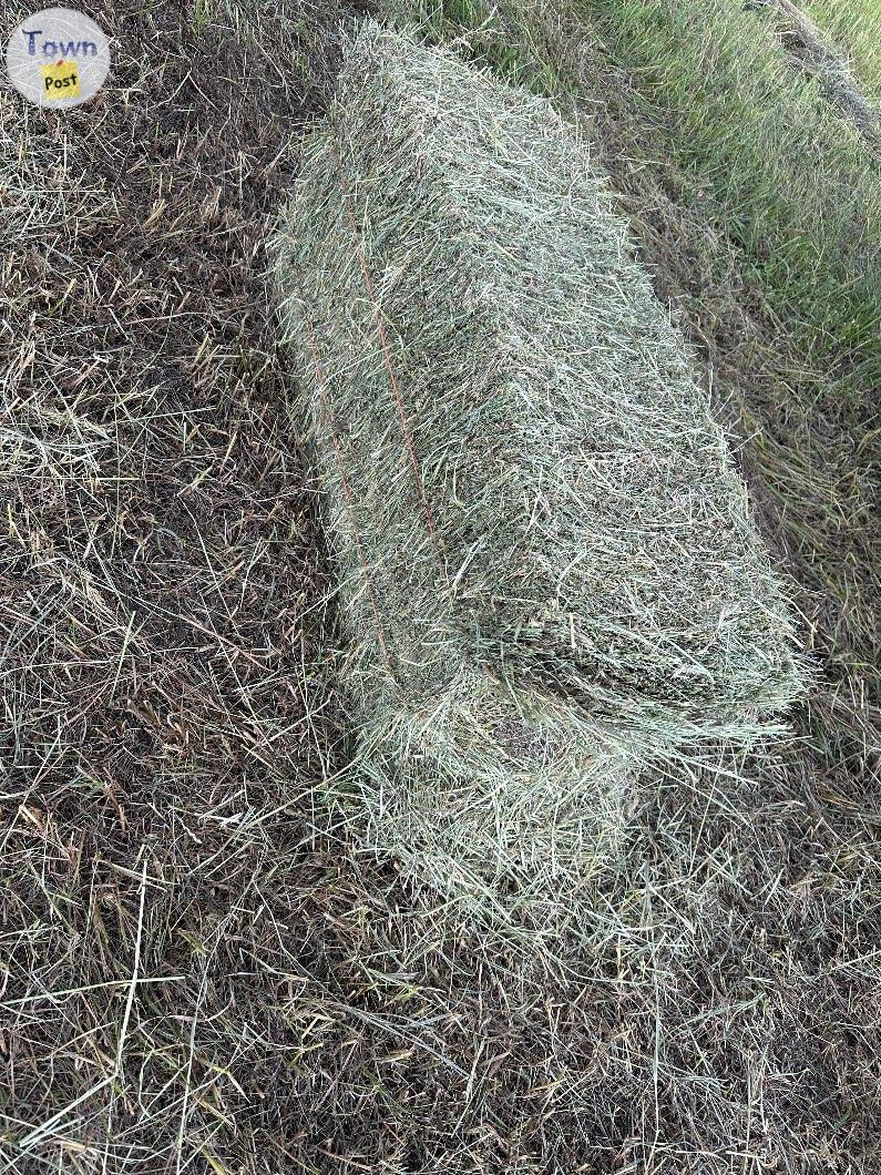 Photo of Square hay bales 