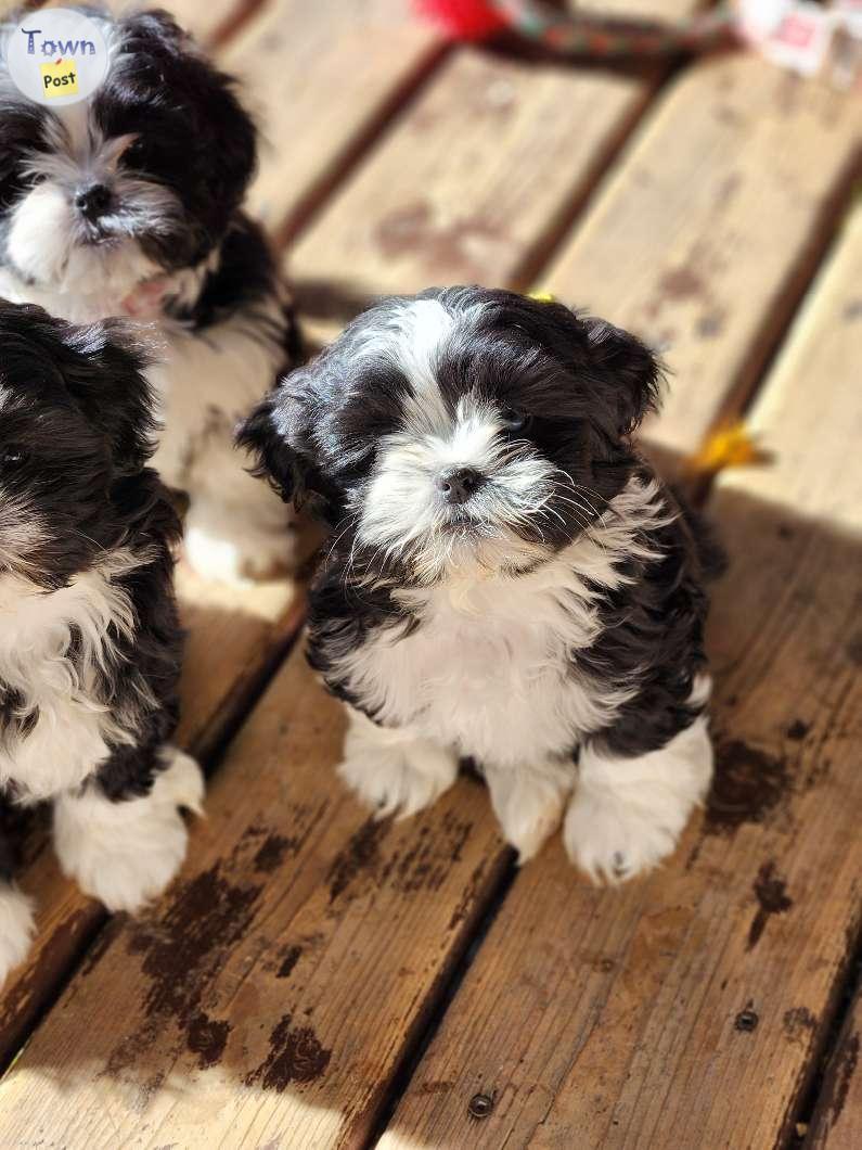 Photo of Shih tzu puppies for sale 