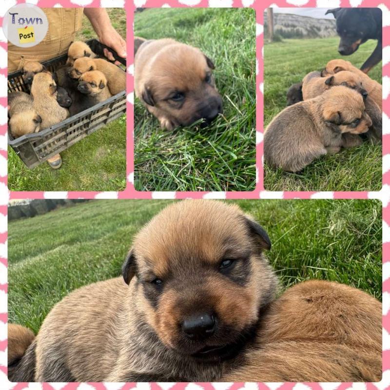 Photo of Belgian Shepherd + Rottweiler Cross Puppies for Sale