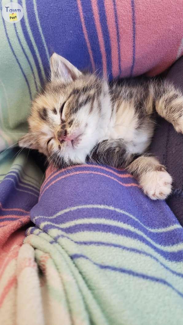 Photo of Hand raised kittens