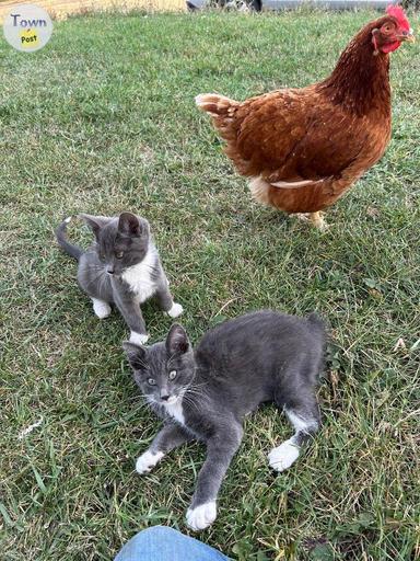 Photo of Short tailed cross kittens - 1