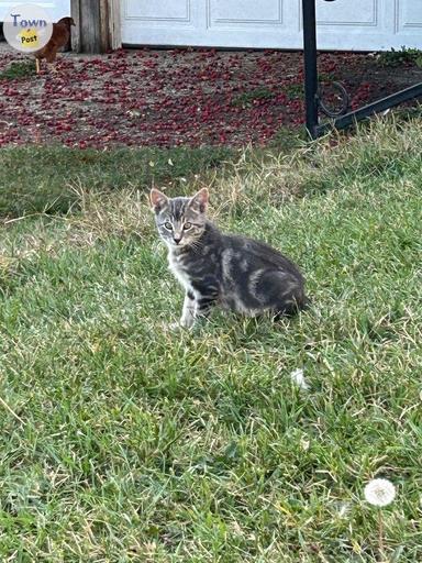 Photo of Short tailed cross kittens - 2