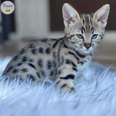 Photo of Brown Charcoal Bengal Kittens - 1