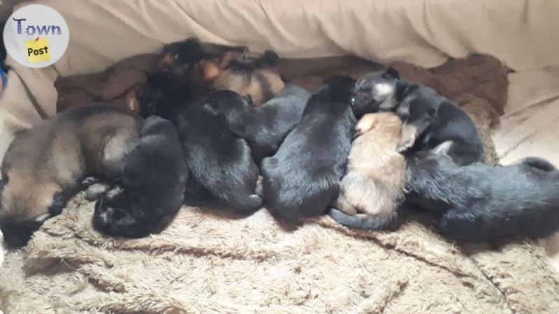 Photo of German Shepherd cross pups 