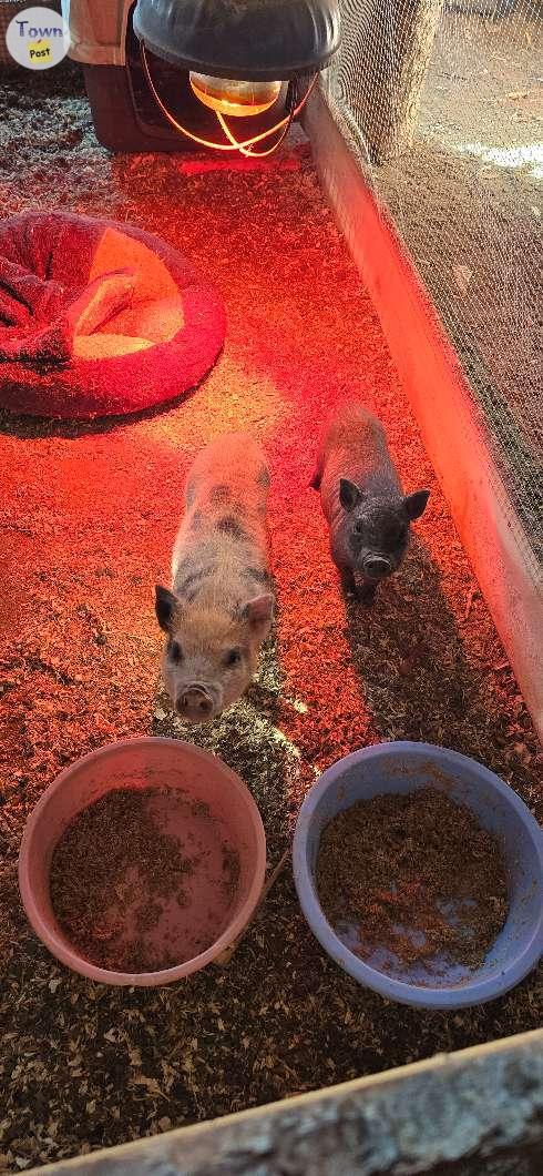 Photo of Mini pig 