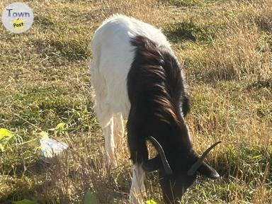 Photo of Goat for sale  - 1