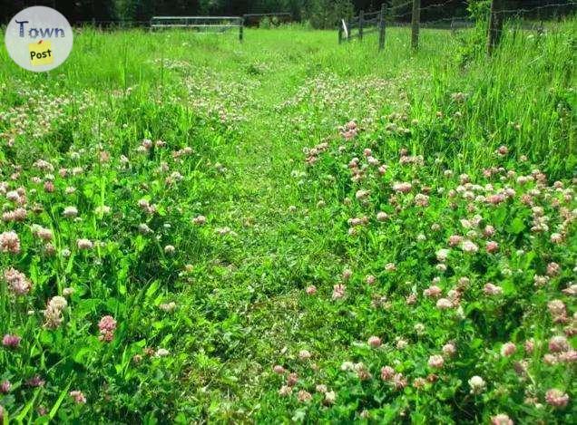 Photo of Small Square Bales