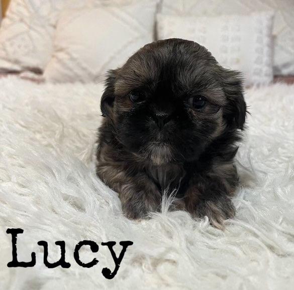 Photo of Shih tzu puppies 