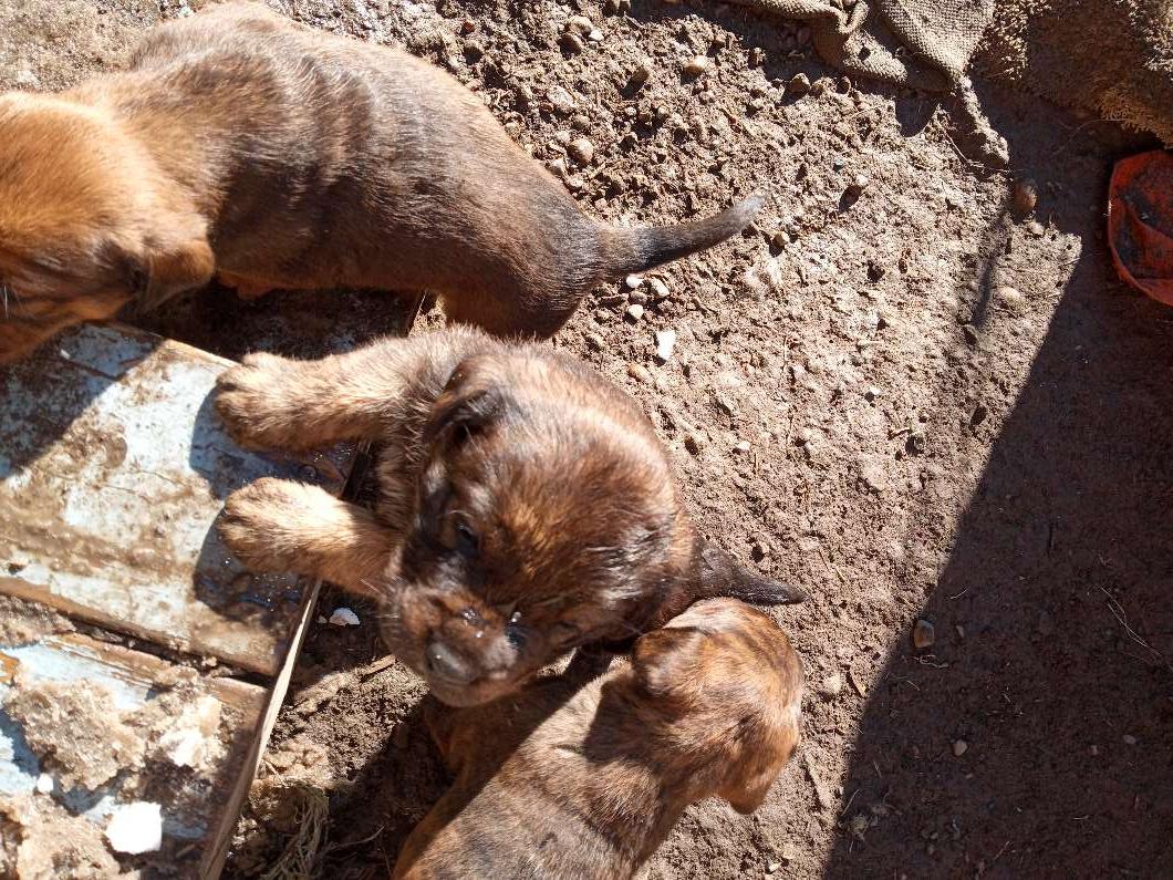 Photo of Cane Corso puppies looking for there forever home 