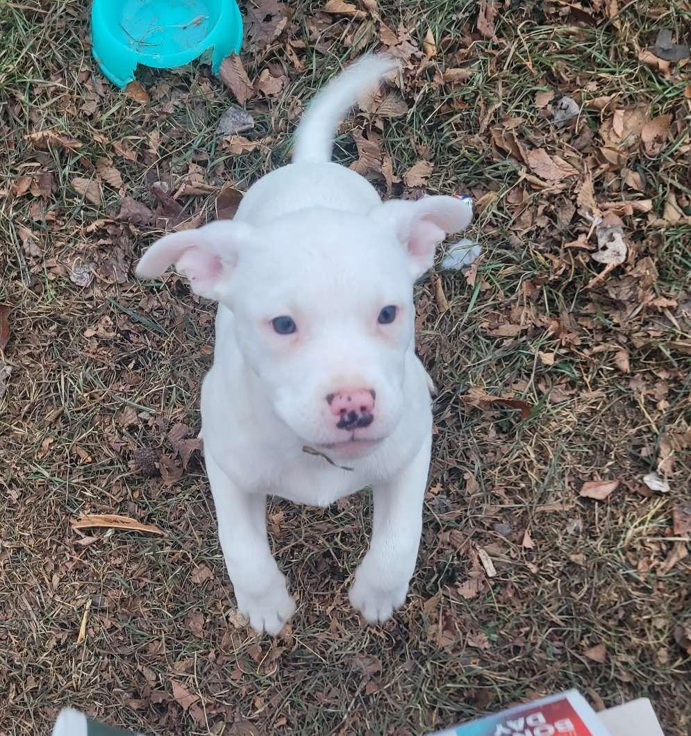 Photo of  Staffordshire Bull Terrier