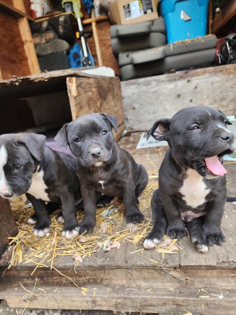 Photo of Pitbull puppies ready to go 