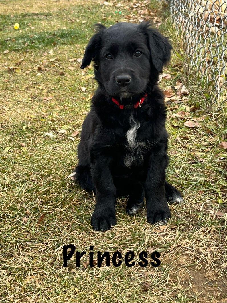 Photo of Golden Retriever/Collie Cross Puppies