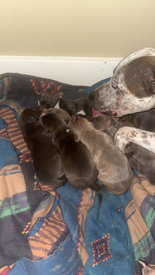 Photo of Pitbull puppies 