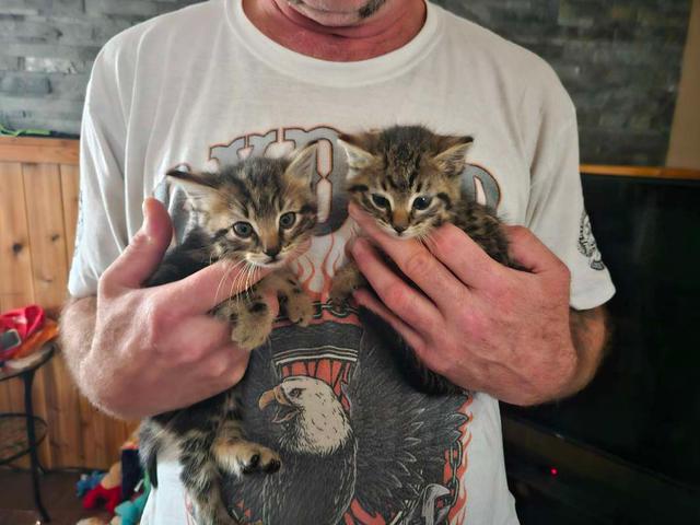 Photo of Free kittens must go together