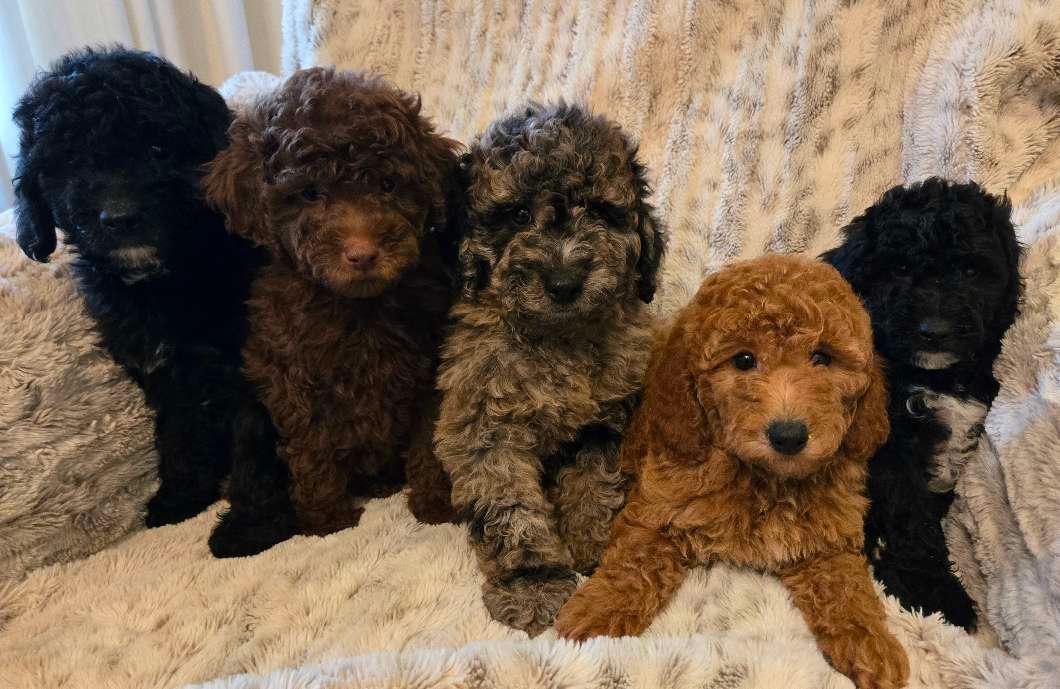 Photo of Miniature/Moyen Poodle Puppies