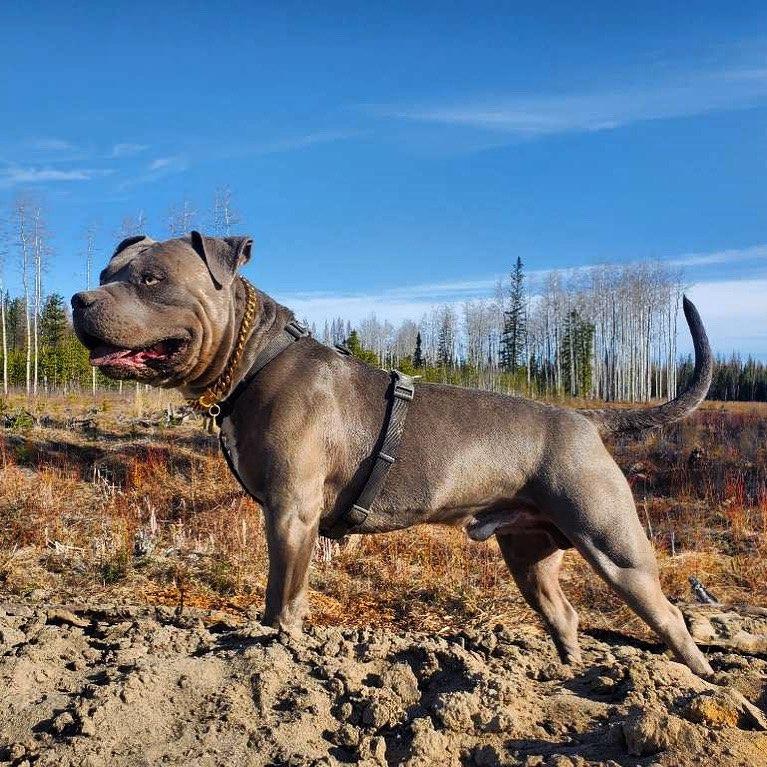 Photo of STUD American Bully XL