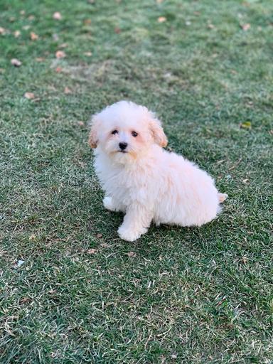 Photo of Maltipoo puppies - 2