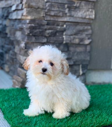 Photo of Maltipoo puppies - 1