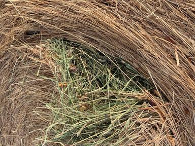 Photo of Hay for sale - 2