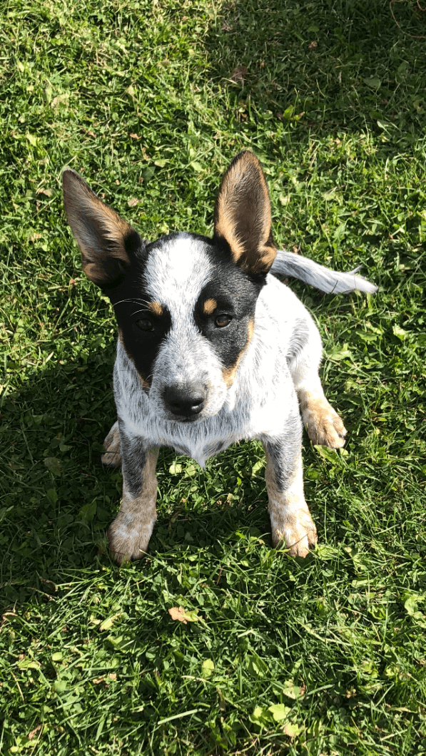 Photo of Blue Heeler (Australian Cattle Dog) Puppies 