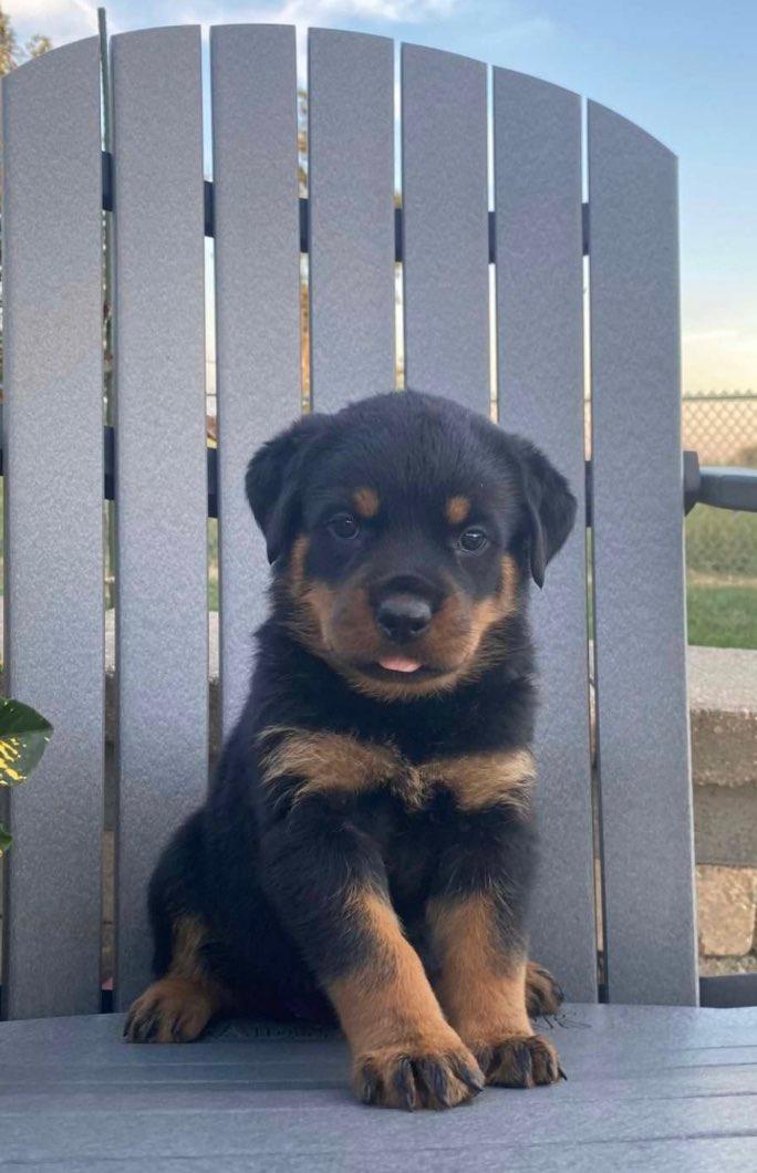 Photo of Purebred King German Rottweiler Puppies 