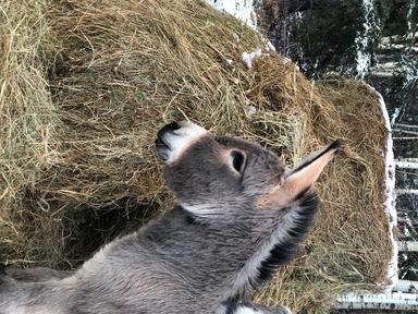 Photo of GOOD YEAR OLD HAY BALES - 1