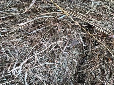 Photo of GOOD YEAR OLD HAY BALES - 2