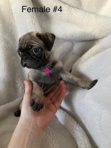 Photo of Pug puppies - 1