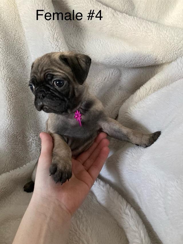 Photo of Pug puppies