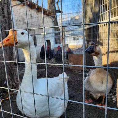 Photo of Geese and Turkey - 1