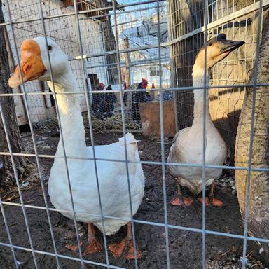 Photo of Geese and Turkey - 2