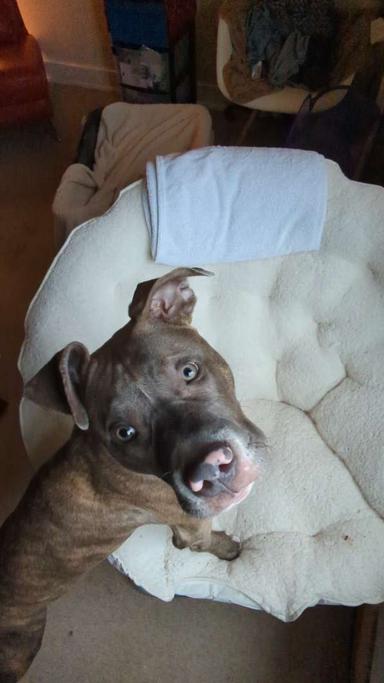 Photo of Beautiful, loving bluenose pitbull needs a loving home  - 2