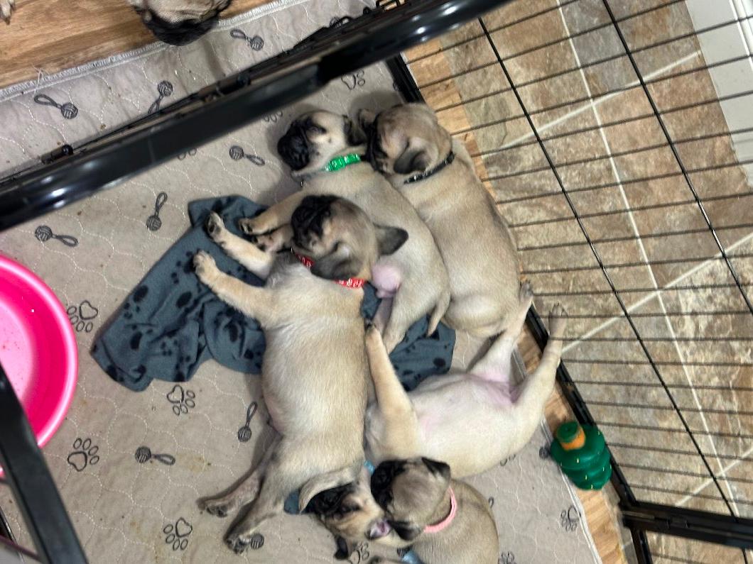 Photo of Pugs available 